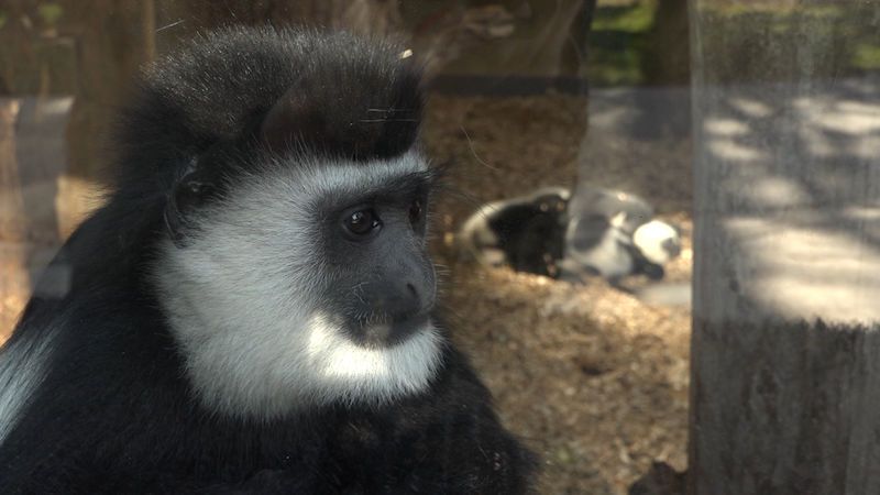 Nejnovější přírůstek guerézy pláštíkové v pražské zoo se má čile k světu